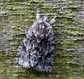 Großkopf-Rindeneule (Acronicta megacephala)-L. Klasing