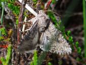 Meldenflureule (Anarta trifolii)-L. Klasing