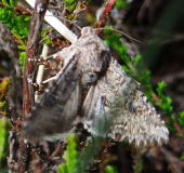 Meldenflureule (Anarta trifolii)-L. Klasing