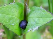 Puppe: Zackeneule Scoliopteryx libatrix)-L. Klasing