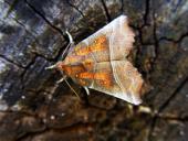 Zackeneule (Scoliopteryx libatrix)-L. Klasing