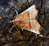 Zackeneule (Scoliopteryx libatrix)-L. Klasing