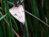 Seideneulchen · (Rivula sericealis)-L. Klasing