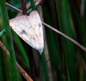 Seideneulchen · (Rivula sericealis)-L. Klasing