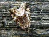 Waldrasen-Grasmotteneulchen (Protodeltote pygarga)-L. Klasing