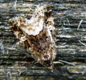 Waldrasen-Grasmotteneulchen (Protodeltote pygarga)-L. Klasing