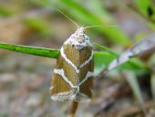 Silberstricheulchen (Eustrotia olivana)-L. Klasing