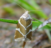 Silberstricheulchen (Eustrotia olivana)-L. Klasing