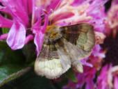 Messingeule (Diachrysia chrysitis)-L. Klasing