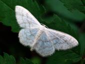 Breitgebänderter Staudenspanner (Idaea-aversata (Form-remutata)-L. Klasing