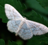 Breitgebänderter Staudenspanner (Idaea-aversata (Form-remutata)-L. Klasing