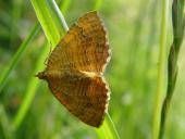 Brennesselspanner (Camptogramma-bilineata)-L. Klasing