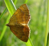 Brennesselspanner (Camptogramma-bilineata)-L. Klasing