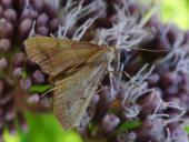 Doppelzahnspanner (Odontopera bidentata)-L. Klasing