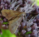 Doppelzahnspanner (Odontopera bidentata)-L. Klasing