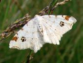 Dunkelgrauer Eckflügelspanner (Macaria alternata)-L. Klasing