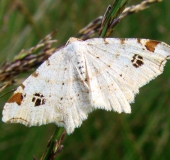 Dunkelgrauer Eckflügelspanner (Macaria alternata)-L. Klasing