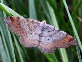 Eckflügelspanner (Macaria liturata)-L. Klasing