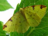 Gelbspanner (Opisthograptis luteolata)-L. Klasing