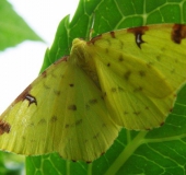 Gelbspanner (Opisthograptis luteolata)-L. Klasing