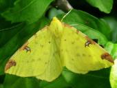 Gelbspanner (Opisthograptis luteolata)-L. Klasing