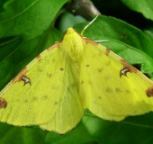 Gelbspanner (Opisthograptis luteolata)-L. Klasing