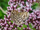 Gitterspanner (Chiasmia clathrata)-L. Klasing