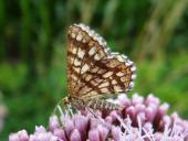 Gitterspanner (Chiasmia clathrata)-L. Klasing