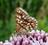 Gitterspanner (Chiasmia clathrata)-L. Klasing