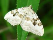 Graubinden-Labkrautspanner (Epirrhoe alternata)-L. Klasing