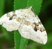 Graubinden-Labkrautspanner (Epirrhoe alternata)-L. Klasing