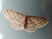 Grauer Zwergspanner (Idaea seriata)-L. Klasing
