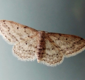 Grauer Zwergspanner (Idaea seriata)-L. Klasing