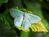 Gebüsch-Grünspanner (Hemithea-aestivaria)-L. Klasing