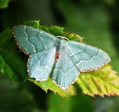 Gebüsch-Grünspanner (Hemithea-aestivaria)-L. Klasing