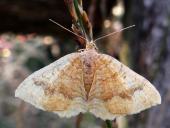 Ockergelber Blattspanner (Camptogramma bilineata)-L. Klasing