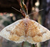 Ockergelber Blattspanner (Camptogramma bilineata)-L. Klasing