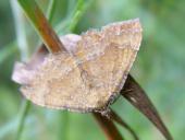 Ockergelber Blattspanner (Camptogramma bilineata)-L. Klasing
