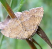 Ockergelber Blattspanner (Camptogramma bilineata)-L. Klasing