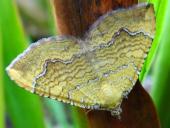 Ockergelber Blattspanner (Camptogramma bilineata)-L. Klasing