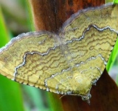 Ockergelber Blattspanner (Camptogramma bilineata)-L. Klasing