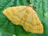 Ockergelber Blattspanner (Camptogramma bilineata)-L. Klasing