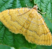 Ockergelber Blattspanner (Camptogramma bilineata)-L. Klasing