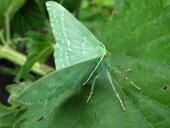 Grünes-Blatt (Geometra papilionaria)-L. Klasing