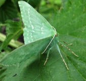 Grünes-Blatt (Geometra papilionaria)-L. Klasing