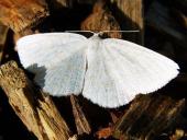 Weißspanner (Cabera pusaria)-L. Klasing