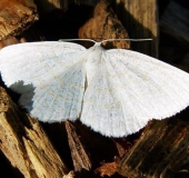 Weißspanner (Cabera pusaria)-L. Klasing