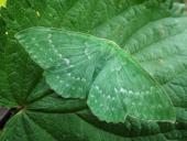 Grünes-Blatt (Geometra papilionaria)-L. Klasing