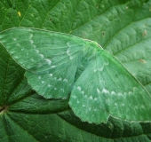 Grünes-Blatt (Geometra papilionaria)-L. Klasing