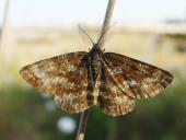 Heidekraut-Spanner m. (Ematurga atomaria)-L. Klasing